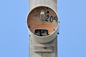 Purple Martin